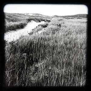 Wellfleet Bay Tidal Marsh Views I - VI, #5