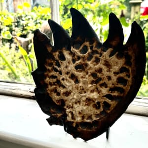 Sea Wrack #6