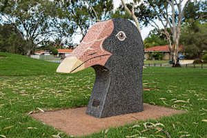 Up Close and Personal, Dusky Moorehen (2 of 5)