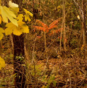 The Great Forest #6, Hamilton:  Autumn