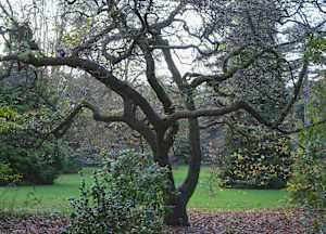 Botanic Gardens 14, Dublin
