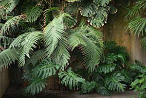 Botanic Gardens 16, Dublin