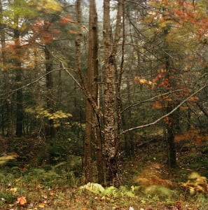 High Winds, Silent Lake:  Autumn