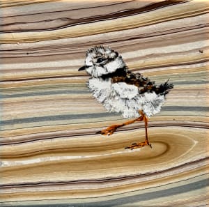 Sandpiper X