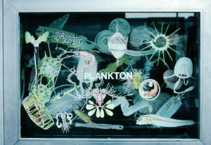 Plankton Window: ENDANGERED