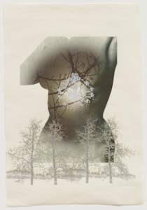 Torso Aspens (Torso #6)