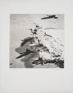 Birds on the Edge: Whimbrels Fleeing