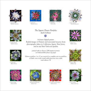 Square Flower Portfolio Set with colophon (ed 12 plus 5 AP)