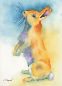 Curious Rabbit