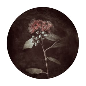Flora Obscura 04
