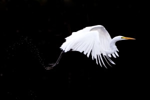 Flight of Dreams Editions 4/250