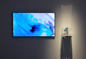 Two Sharks Frolicking