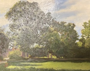 Elm Tree