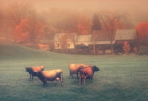 Jersey's in the Mist
