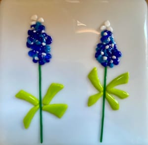 Bluebonnet