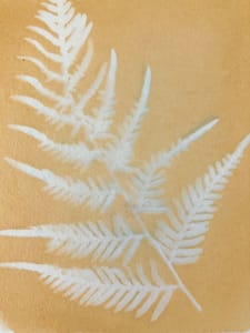 Fern 2
