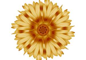 Golden Bloom