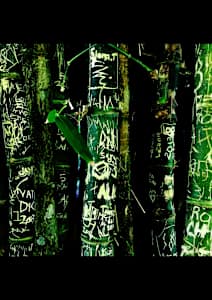 Ko te karawhiti ki te uru inanga a te wharenui o Kawana Hori Kerei, 'arboglyphs', bamboo grove, Grey's Mansion, Kawau Island , 5 February 2017
