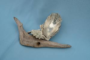 Silver Oyster Shell