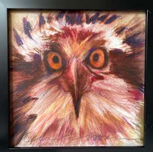 Osprey portrait
