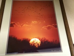 Cranes At Sunset, Platte River, Nebraska