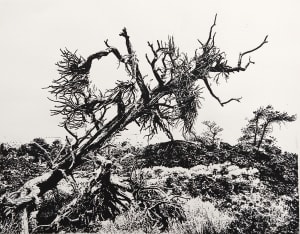 Witches Broom