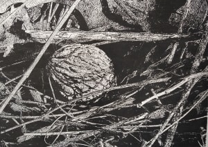 Last Walnut