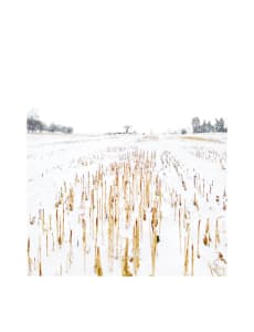 Ears of corn  / Obilné klasy