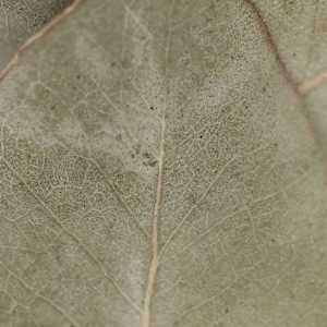 Simple-Beauty-Collection-29