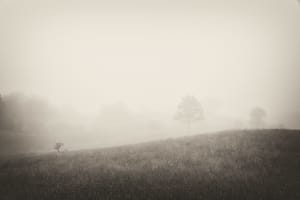 Rodman's Hollow II