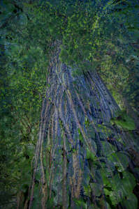 Blue redwood