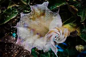 Sacred datura with candles