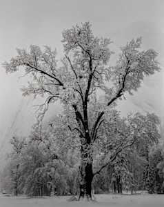 Oaktree, Snowstorm, Yosemite National Park