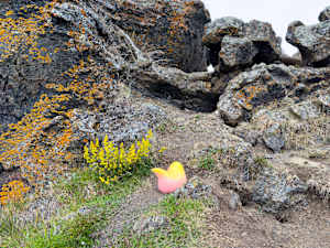 Icelandic Summer Garden 3