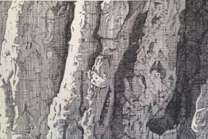 Bark
