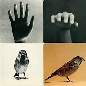 Cards from Images of Reality