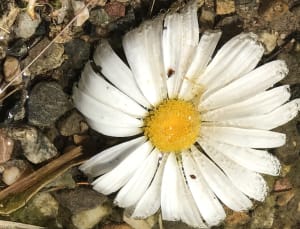 Drowned Daisy - Breckenridge, Colorado