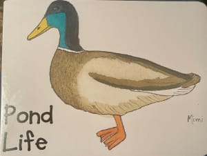 Pond Life