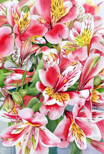 Alstroemeria Fireworks