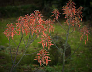 Agave sp. Cactus Flower
