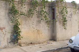 Street Vines