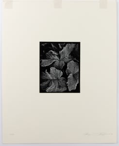 Untitled California