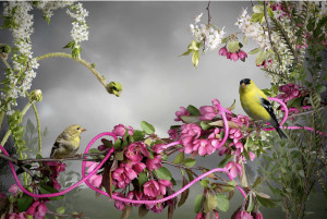 Goldfinch-Pink Cord