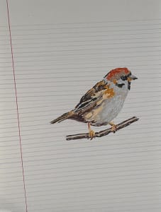 Sparrow
