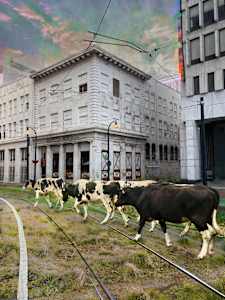 Until the Cows Come Home