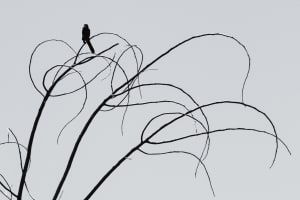 Bird on Curved Branch Giclee