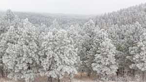 Black Hills Winter Morning 20x40