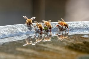 Don't Leave Me Beehind