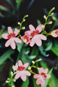 Peppermint Candy