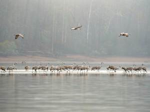 Gathered in the Mist